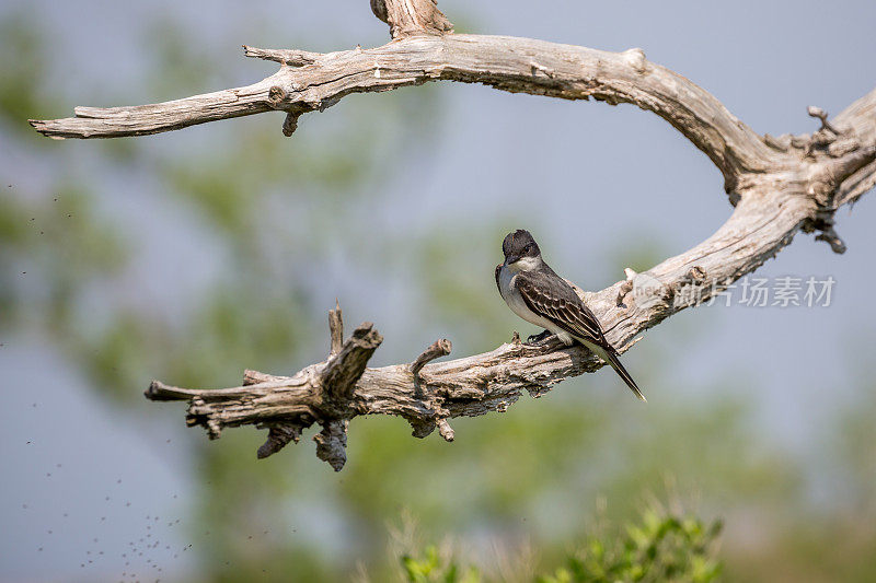 特写的东方王者鸟(Tyrannus Tyrannus)栖息在一棵死树上